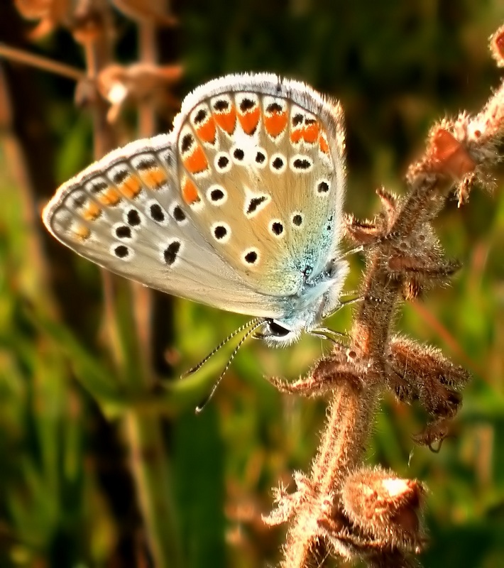 femmine di Polyommatus sp.